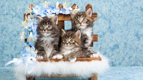 Image brown tabby kitten on blue textile