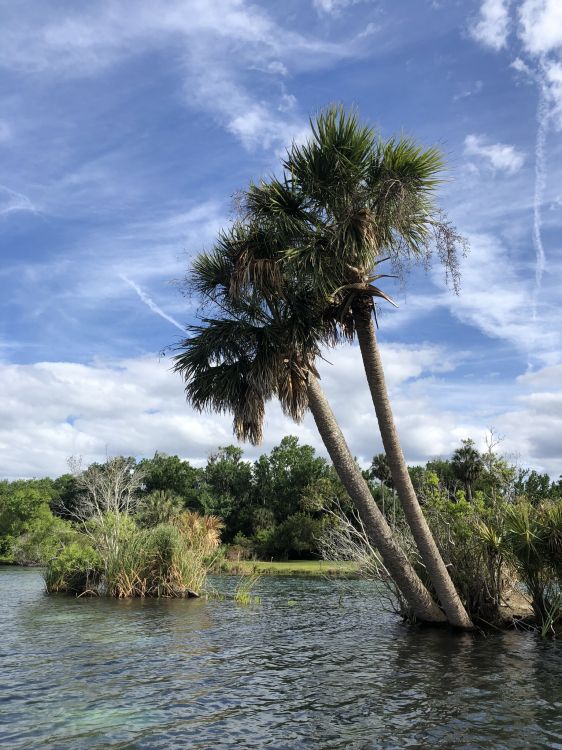 water, palm trees, plant community, vegetation, nature