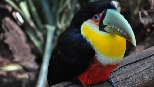 Image black yellow red and green bird