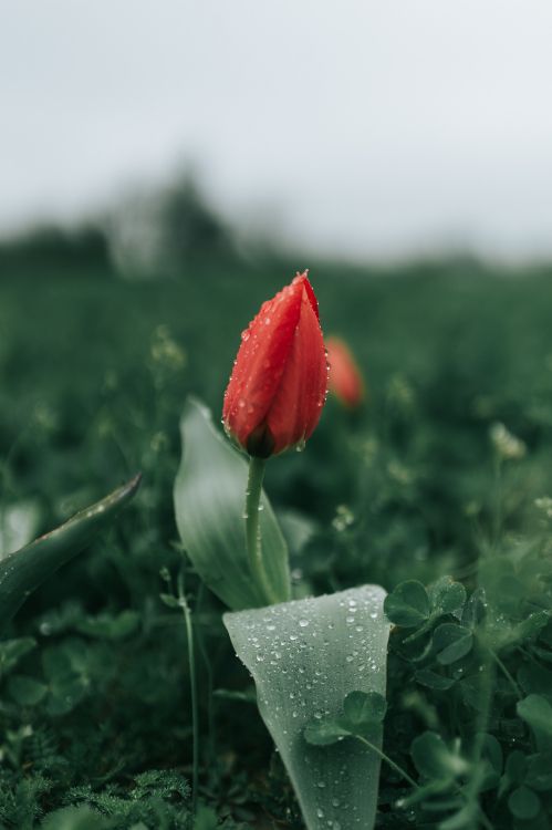 Flor Roja en Pasto Verde. Wallpaper in 2915x4373 Resolution