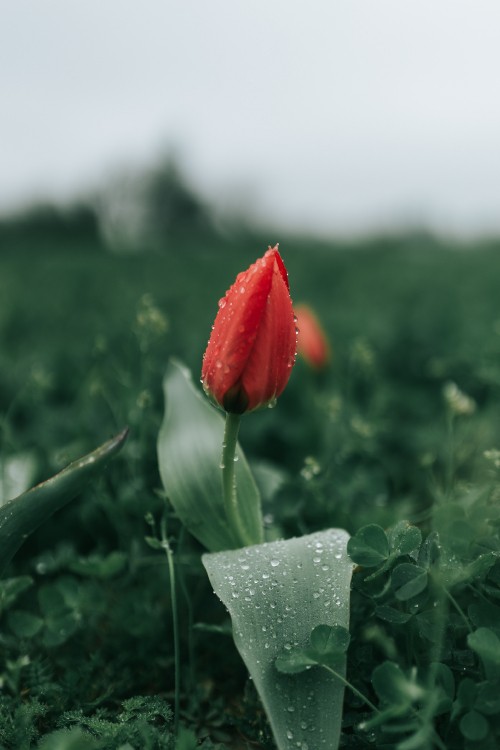 Image red flower in green grass