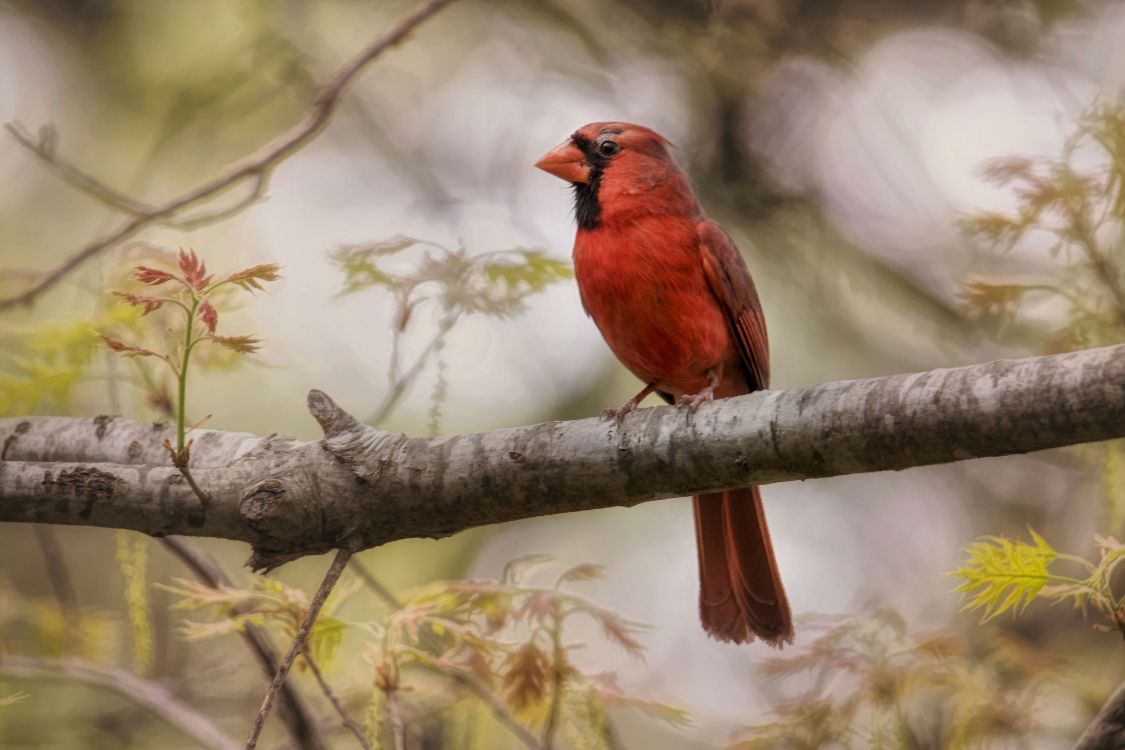 Oiseau Rouge et Noir Sur Une Branche D'arbre Pendant la Journée. Wallpaper in 6000x4000 Resolution