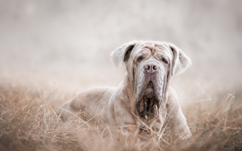 Image brown short coated dog lying on brown grass field