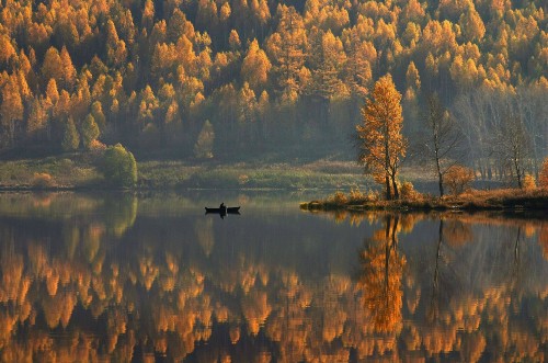 Image brown trees beside lake during daytime