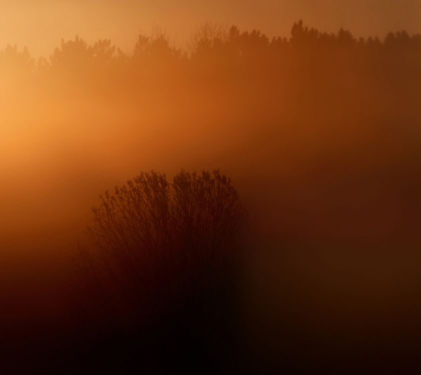 LG, LG X Venture, Naturaleza, Morena, Amarillo. Wallpaper in 2160x1920 Resolution