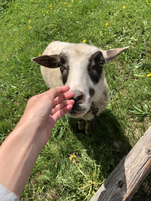 羊壁纸 羊高清图片 免费下载图片