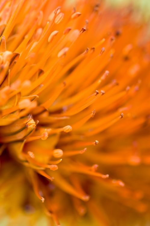 flower, petal, orange, plant, Protea family