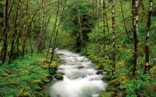 Image river in the middle of forest during daytime