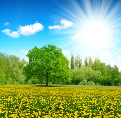 Image green trees and yellow flower field under blue sky during daytime