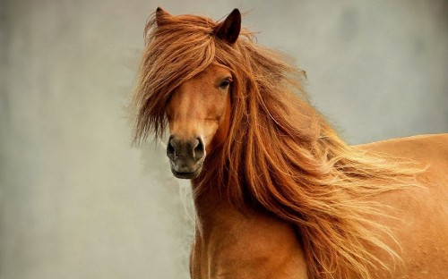 Image brown horse in close up photography