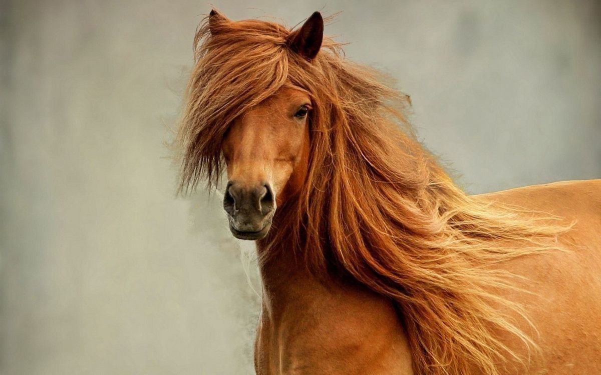 brown horse in close up photography