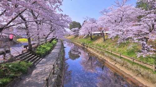 Image white cherry blossom trees beside river