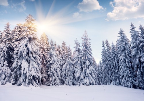 Image snow covered pine trees under blue sky during daytime