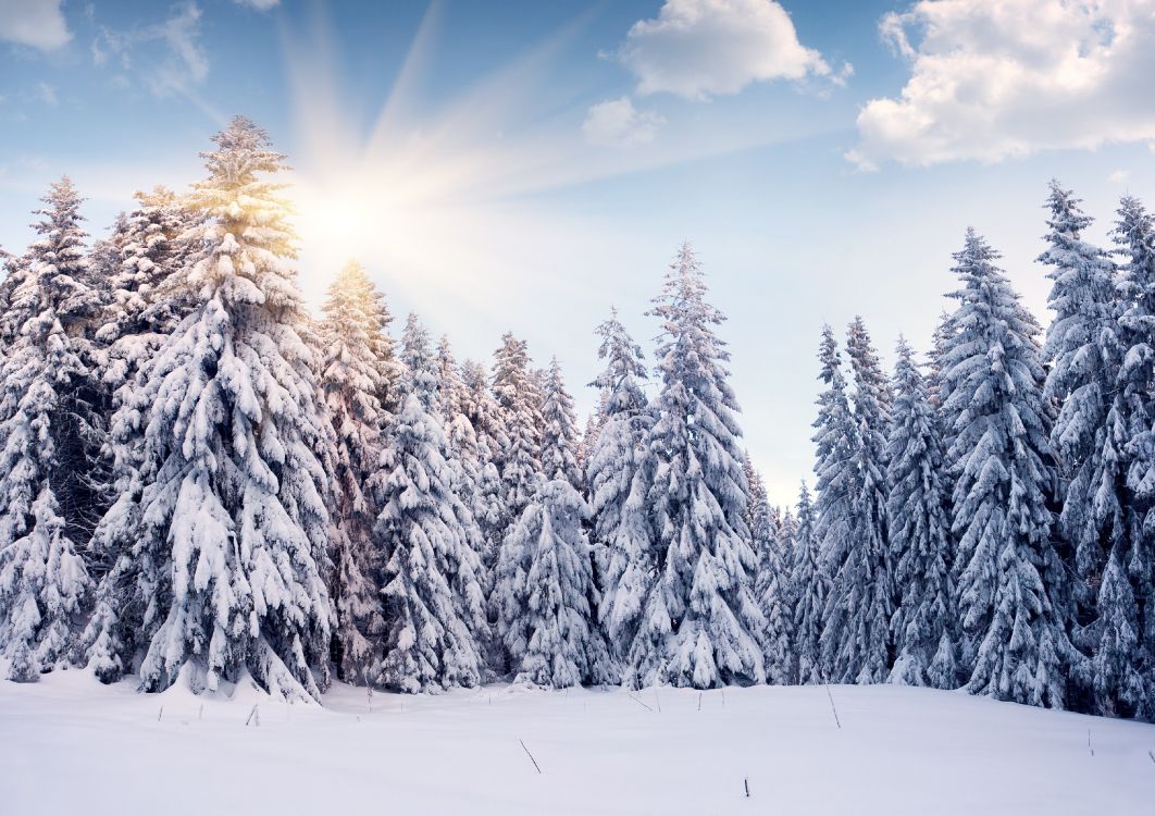 snow covered pine trees under blue sky during daytime