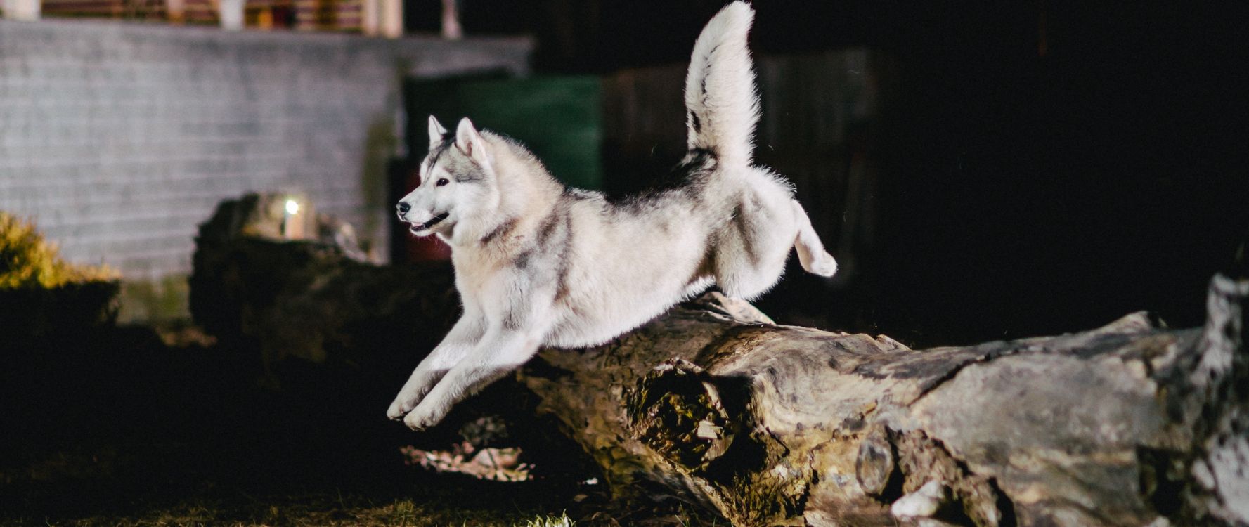 阿拉斯加雪橇犬, 品种的狗, 赫斯基, 那只狼狗, 小狗 壁纸 2560x1080 允许
