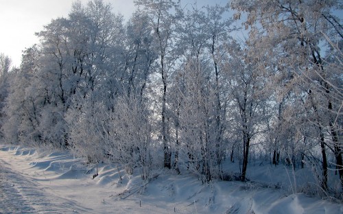 Image snow covered trees during daytime