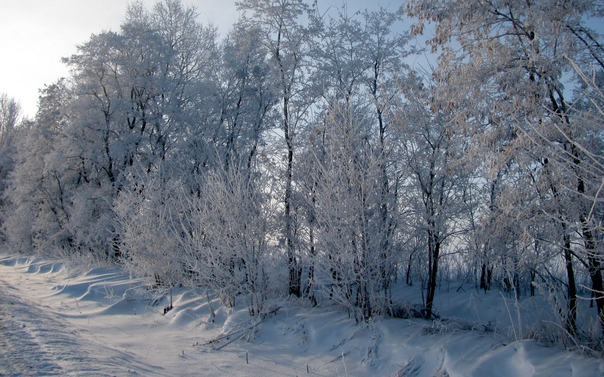 snow covered trees during daytime