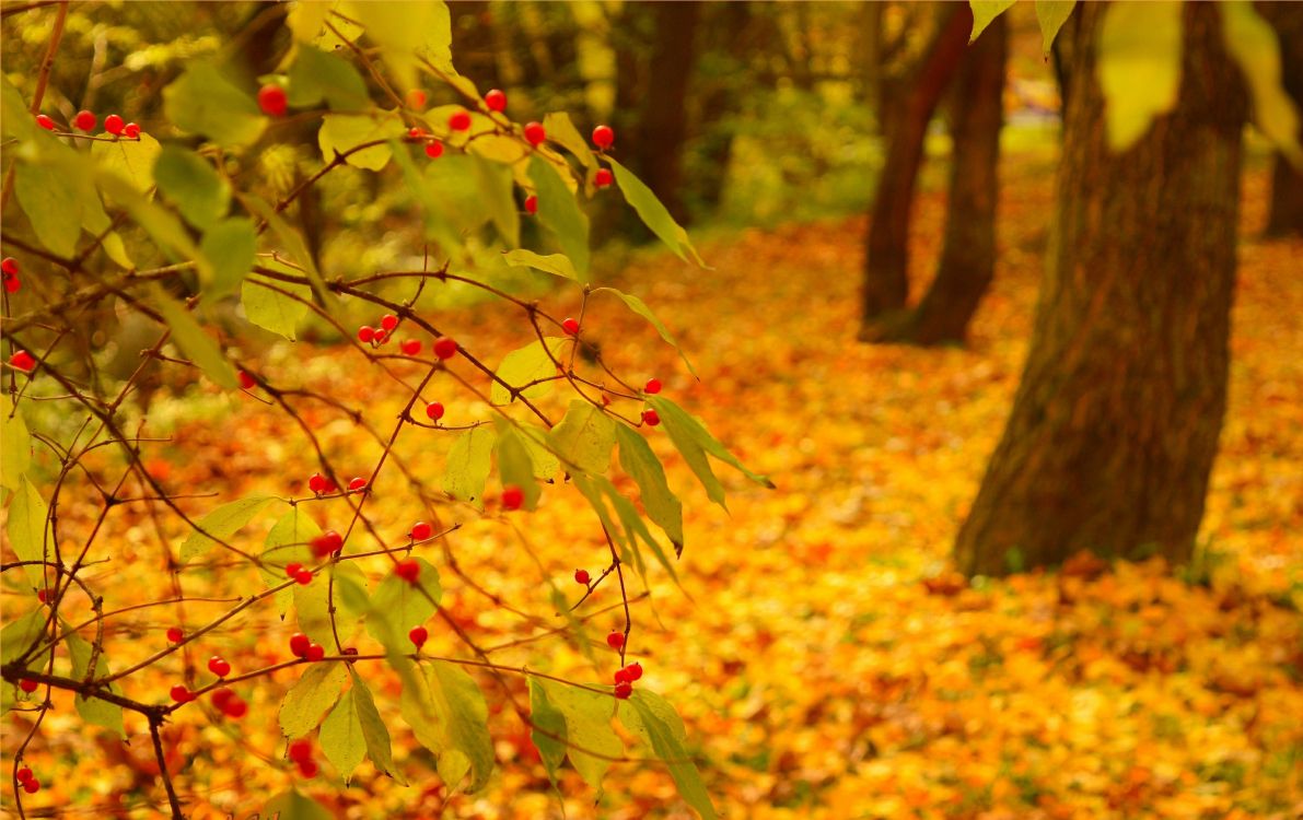 Feuilles Jaunes et Rouges au Sol. Wallpaper in 3002x1889 Resolution