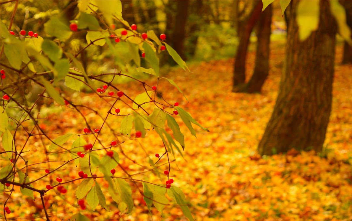 yellow and red leaves on ground