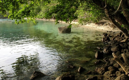 Image green trees beside body of water during daytime