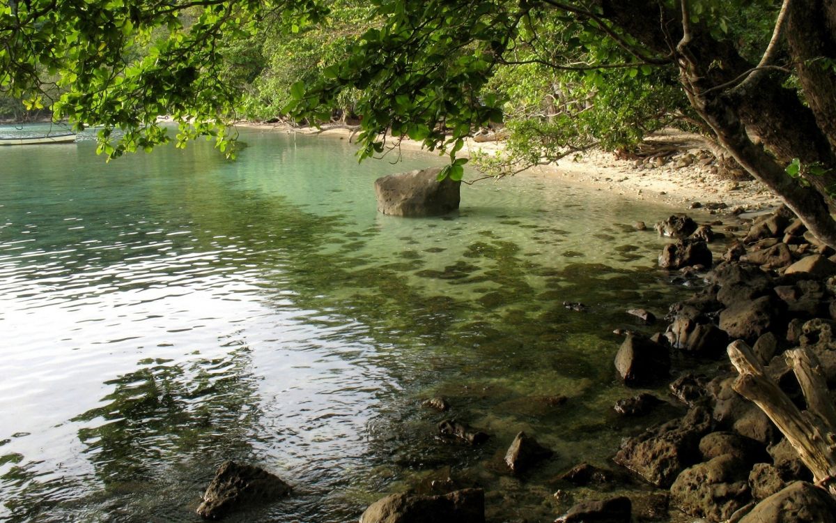 green trees beside body of water during daytime