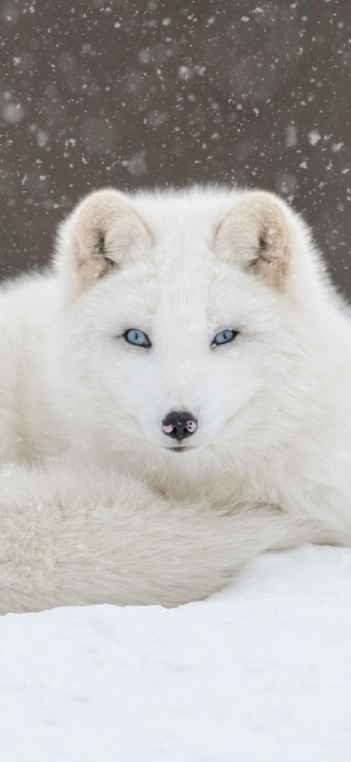 北极狐壁纸 北极狐高清图片 免费下载图片