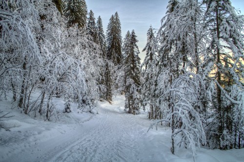 Image snow covered trees during daytime