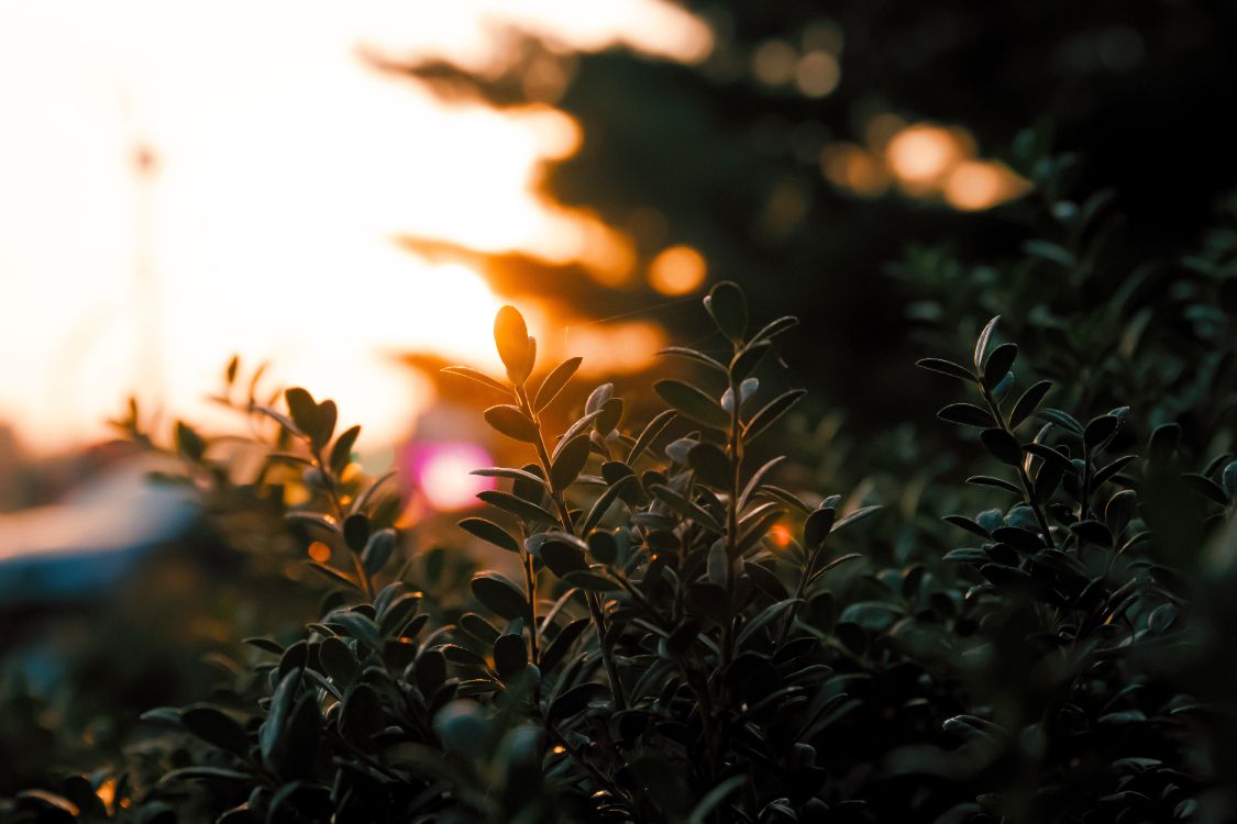 Plantes Vertes Pendant L'heure D'or. Wallpaper in 6000x4000 Resolution