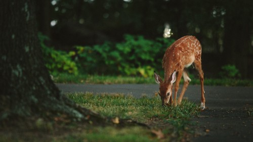 Image brown deer on green grass during daytime