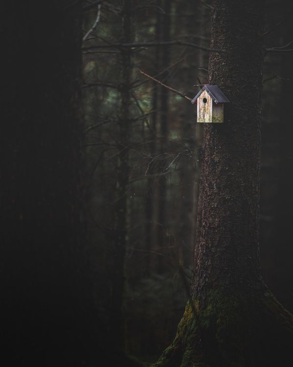 Madera, Negro, Luz, Ambiente, Árbol M. Wallpaper in 3994x4993 Resolution