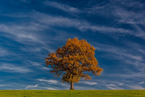 Image brown tree on green grass field under blue sky during daytime