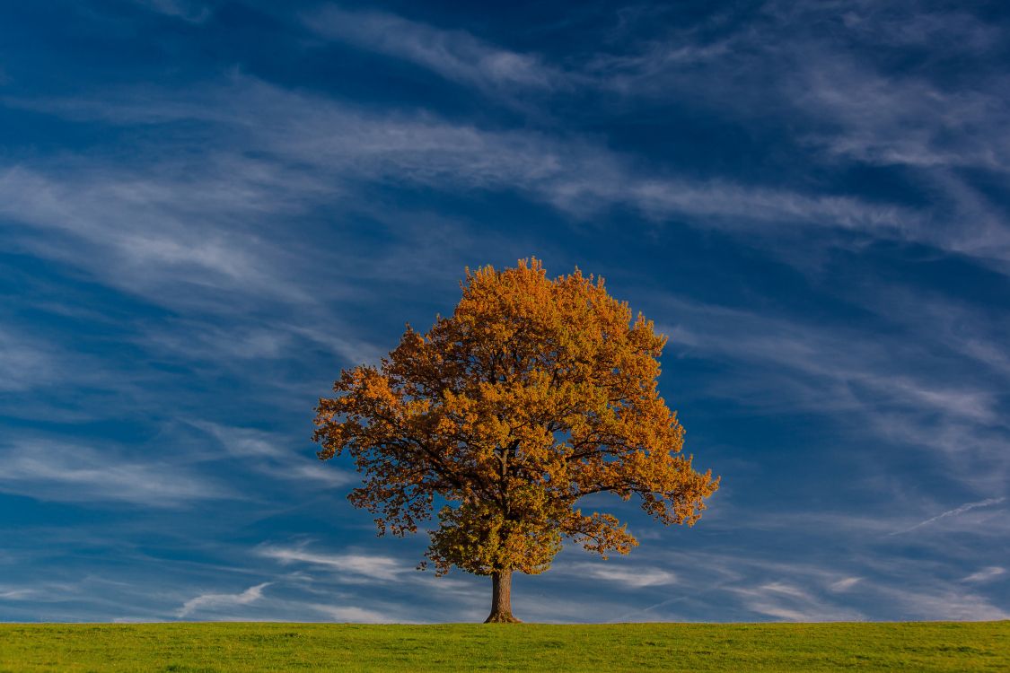 brown tree on green grass field under blue sky during daytime