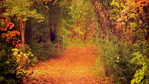 Image brown leaves on ground surrounded by green trees during daytime