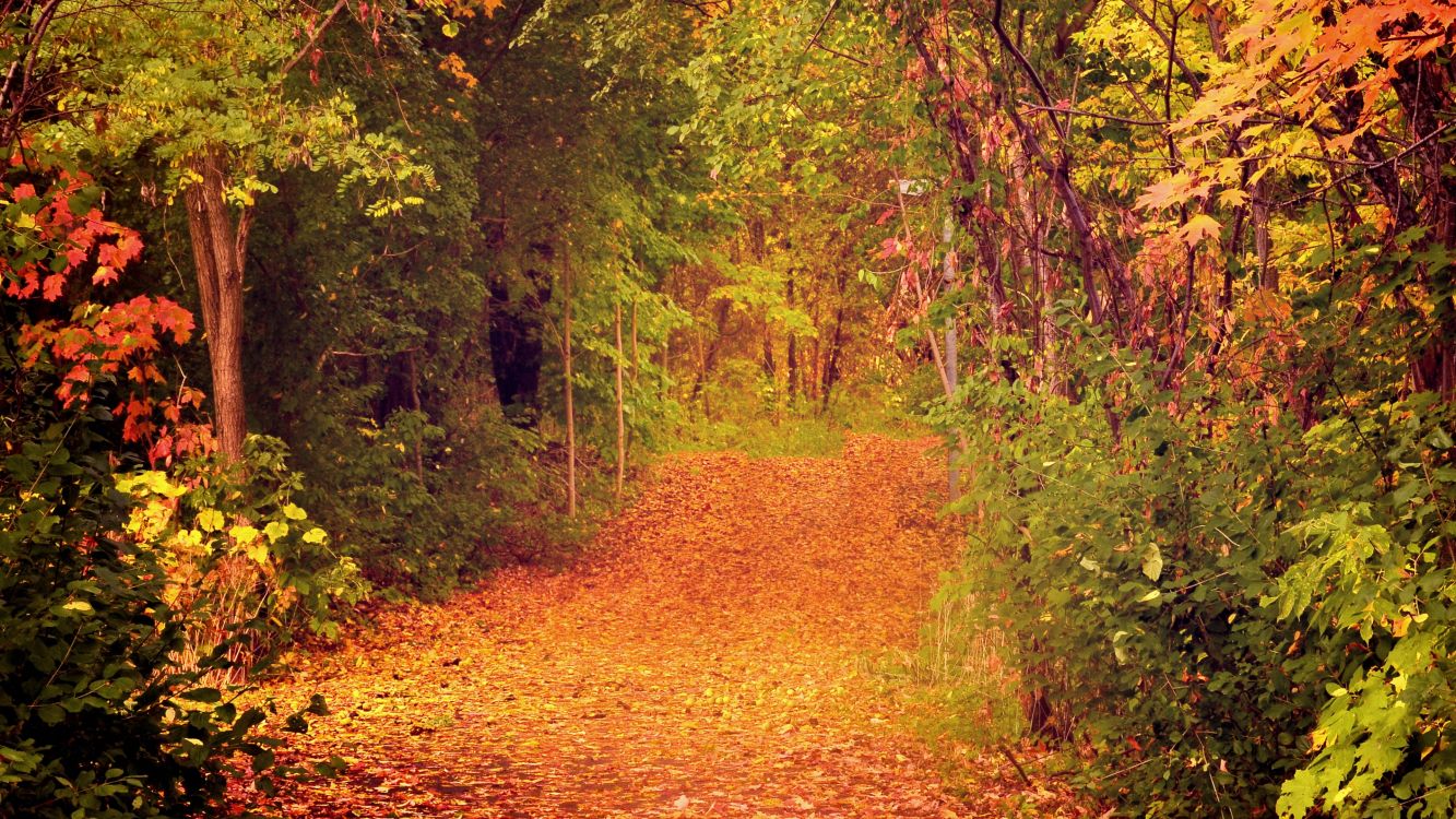 brown leaves on ground surrounded by green trees during daytime