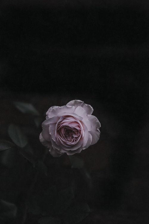 pink rose in bloom close up photo