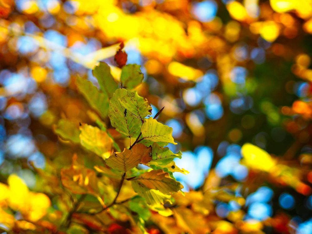 Download 4608x3456 Wallpaper Rameau, Jaune, Feuilles Caduques, Fermer, Green Rameau, Jaune, Feuilles Caduques, Fermer, Green. Wallpaper in 4608x3456 Resolution