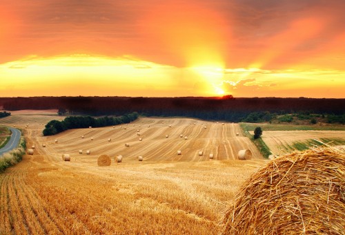 Image brown grass field under orange sky