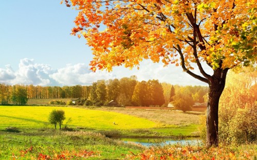 Image brown leaf tree on green grass field during daytime