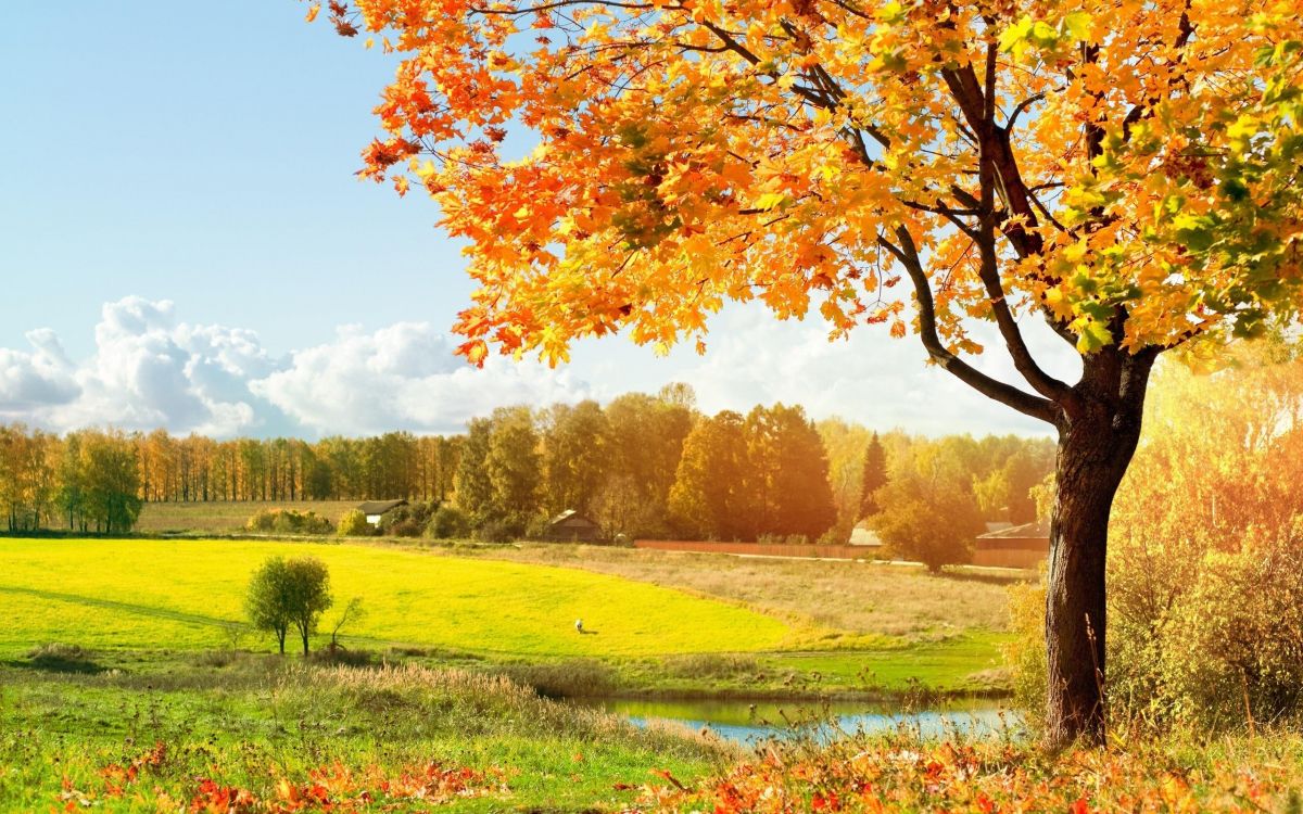 brown leaf tree on green grass field during daytime