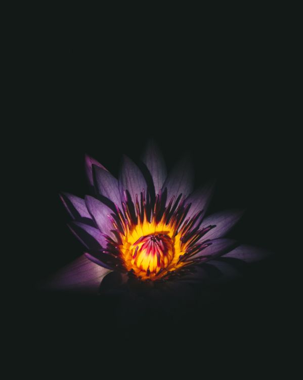 Fleur Violette et Jaune Dans Une Pièce Sombre. Wallpaper in 3343x4179 Resolution