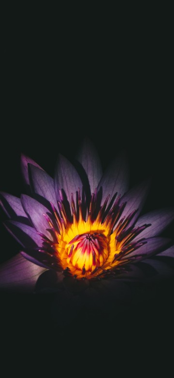 Image purple and yellow flower in dark room