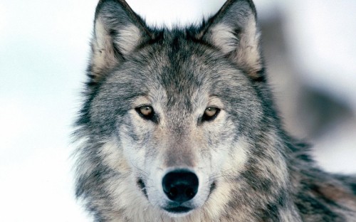 Image black and white wolf with white background