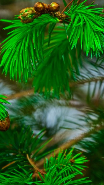Image green pine tree with pine cone