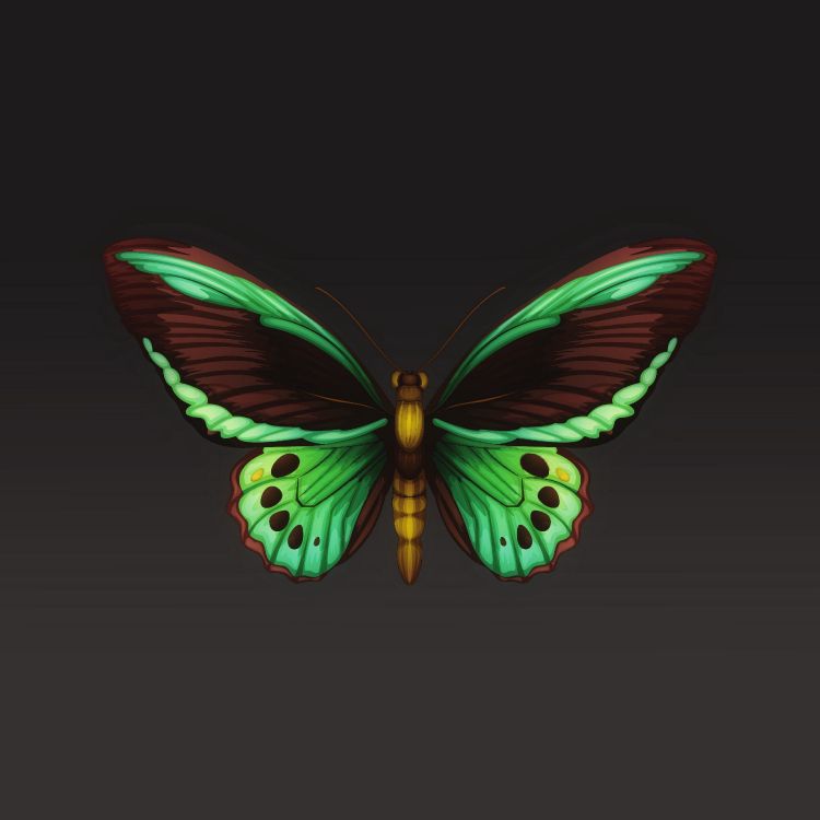 飞蛾和蝴蝶, 昆虫, 翼, 对称, 节肢动物 壁纸 3415x3415 允许