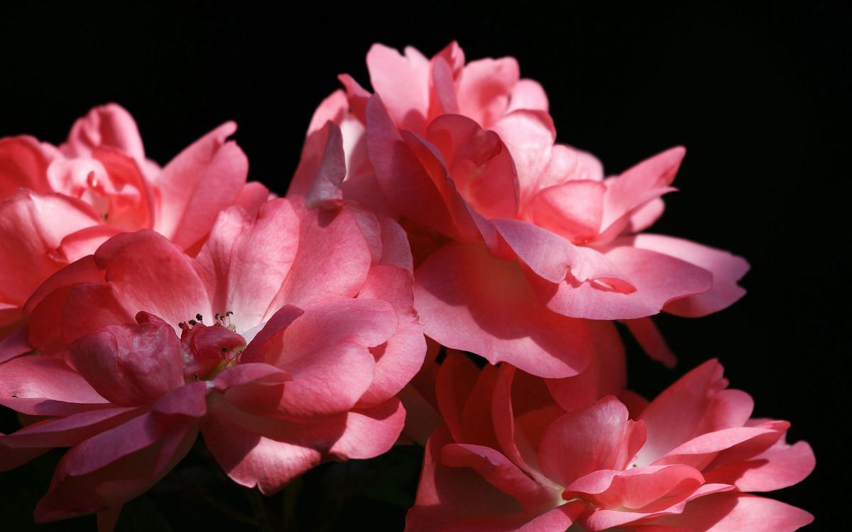 草本植物, 植物干, 牡丹, 显花植物, 粉红色 壁纸 2560x1600 允许