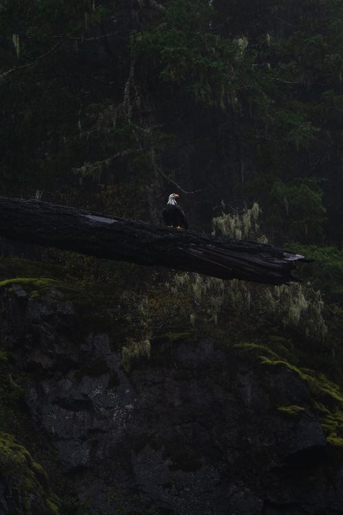 Pájaro Blanco y Negro Sobre Madera Marrón. Wallpaper in 2799x4196 Resolution