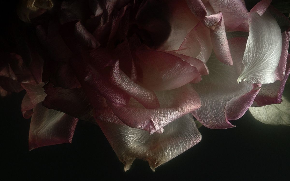 Pétales de Fleurs Roses et Blanches. Wallpaper in 1920x1200 Resolution