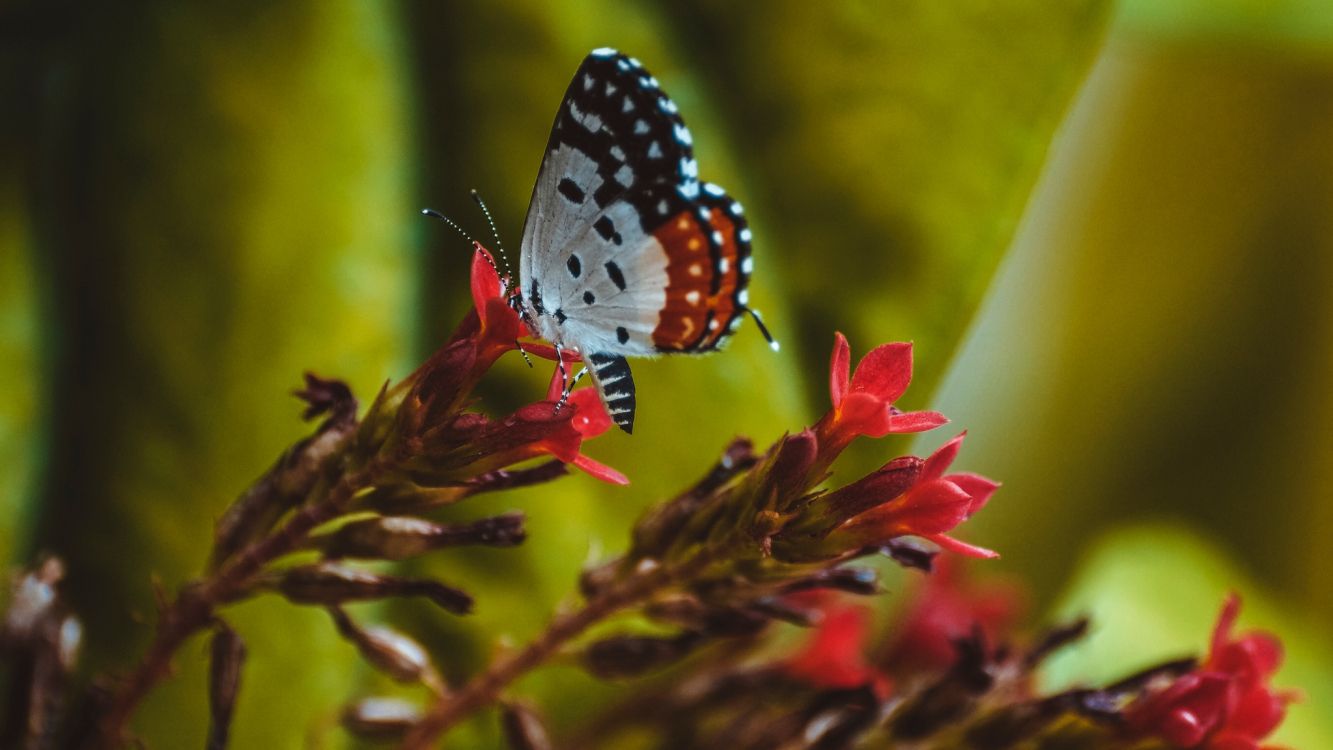 black and white butterfly on red flower