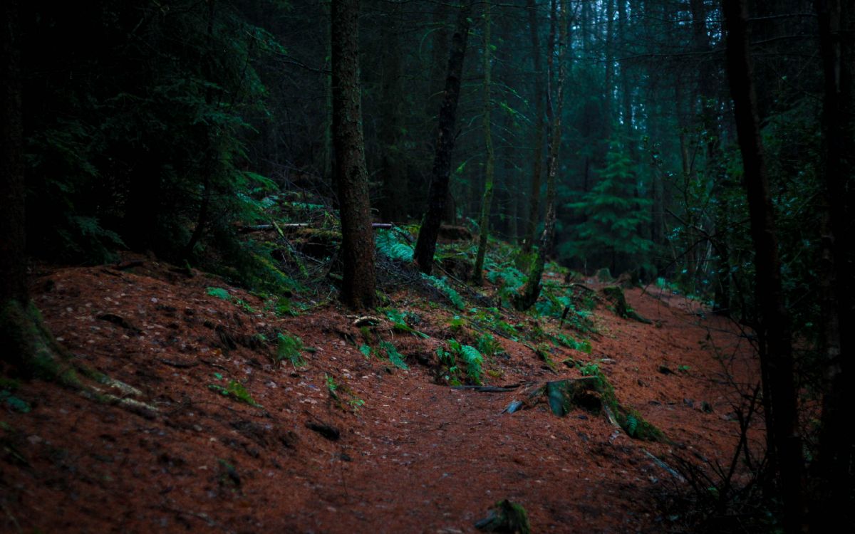 Arbres Verts Sur Sol Brun. Wallpaper in 3840x2400 Resolution