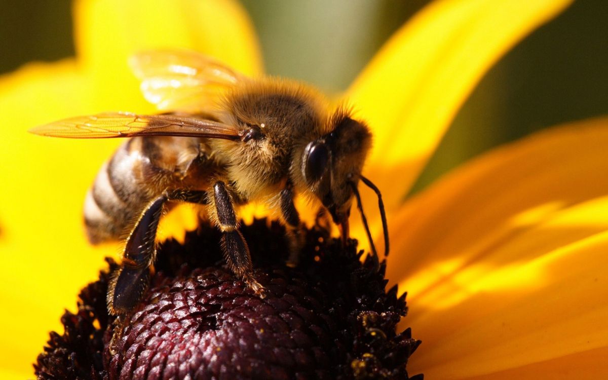 Abeille Perchée Sur Tournesol Jaune en Photographie Rapprochée Pendant la Journée. Wallpaper in 1920x1200 Resolution